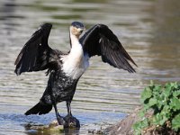 frieda 186 (2) : frieda